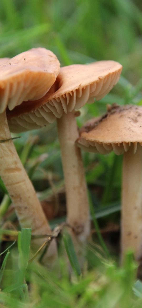 风灵月影 App 节点状态检测面板，多条节点横条排列，右侧显示延迟毫秒数与畅通拥挤极速状态徽章